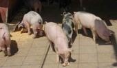 TRIQUINOSIS. Es una enfermedad transmitida por la ingesta de carne de cerdo cruda o mal cocida, contaminada con el parásito Trichinella spiralis, explicó la Provincia (Gentileza Gobierno de Córdoba).