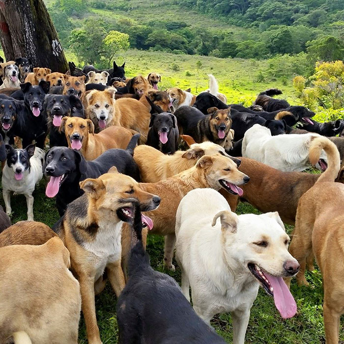 land-of-stray-dogs-territorio-de-zaguates-costa-rica-13