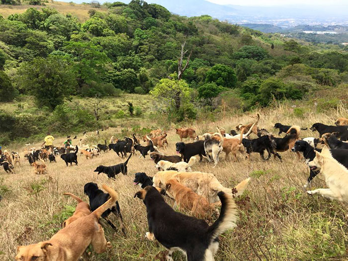 land-of-stray-dogs-territorio-de-zaguates-costa-rica-6