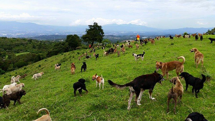 land-of-stray-dogs-territorio-de-zaguates-costa-rica-2