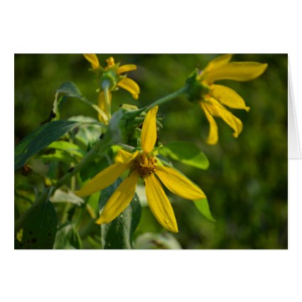 yellow flower daisy style green back image greeting card