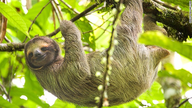 With a small boat cruise less then an hour from Panama City, it's possible to see capuchin monkeys, three-toed sloths and crocodiles. 