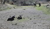 Sequía. El arroyo que atraviesa Villa Tulumba, hace un año, totalmente seco. Ni una gota para el ganado (Ramiro Pereyra / Archivo)