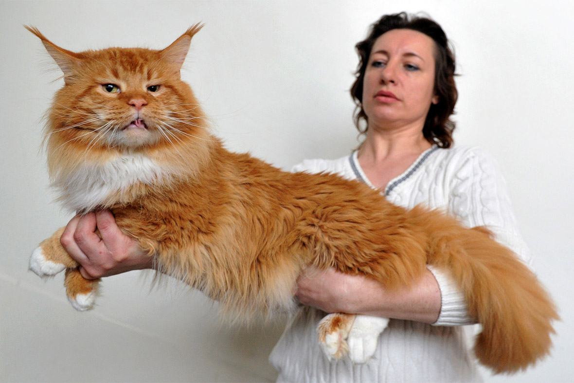 A woman holds her Maine Coon cat during a cat exhibition in Bishkek, Kyrgyzstan