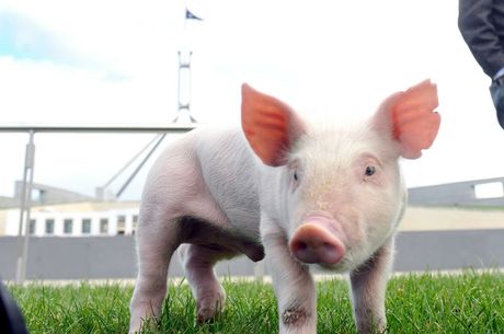 A pig forages at Parliament House Canberra, Tuesday, May 24, 2011. Senators have called for an urgent review of Australia's quarantine laws to ensure Australia's pork industry is kept free of the devastating Porcine Reproductive and Respiratory Syndrome.