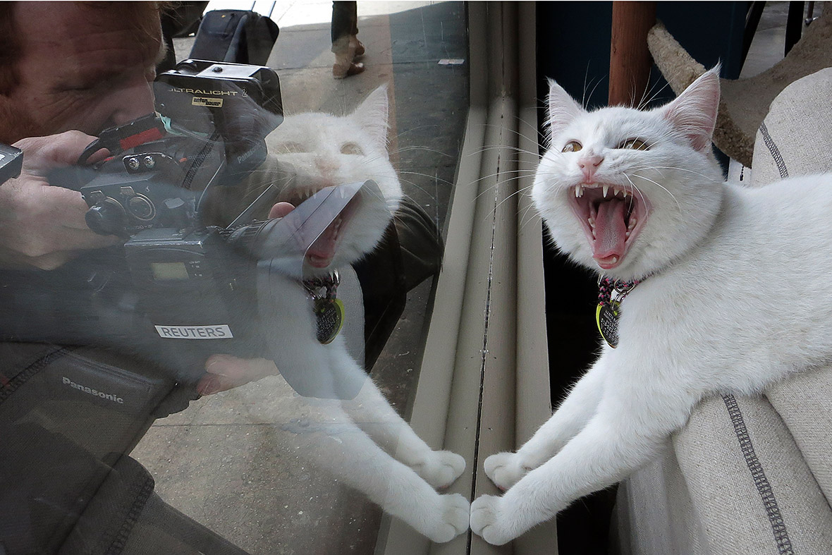 A TV cameraman films at the cat café in New York