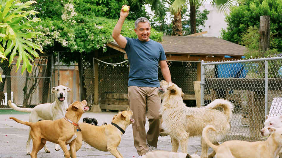 Cesar Millan's Long Walk To Becoming The 'Dog Whisperer' - NPR