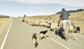 Una manada de ovejas es arriada por paisanos en la ruta. 