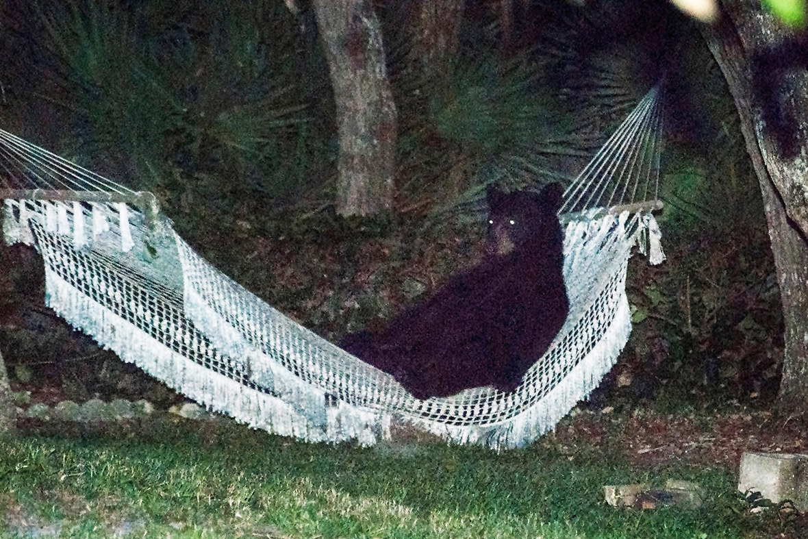 A black bear lies on a hammock in a residential back yard in Daytona Beach, Florida. The bear lay in the hammock for more than 15 minutes before being startled when the back yard lights were turned on
