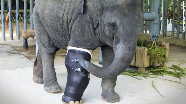 Diane Francis, artist and creative director of the Elephant Parade, designed the prosthetic leg for baby Mosha. She was Marc's inspiration for the urban art project.