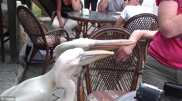 Ignoring another tourist's intervention,  the creatures continue to nip at the holidaymaker and at one point one of the white water birds even snaps down on the second woman's wrist