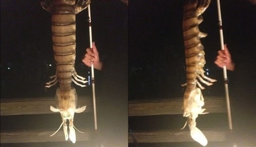 A Fishermen Dredged Up This Horrifically Huge Shrimp From the Depths. Take Cover.