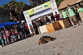 Wildlife Wednesday: On Your Mark, Get Set… Let Them Go! – Sea Turtles Set Off On Migratory Journey