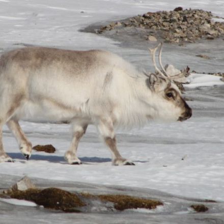 Arctic's Extreme Weather Causes Problems for Reindeer