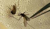 MALARIA. La causa un parásito transmitido a través de la picadura de un mosquito Anofeles infectado (AP).