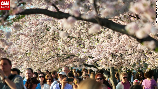 2014 marks the 102nd anniversary of the cherry blossom gift from the Japanese. 