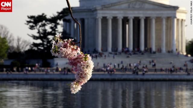 The National Park Service expects peak bloom to occur this year during the second week of April.