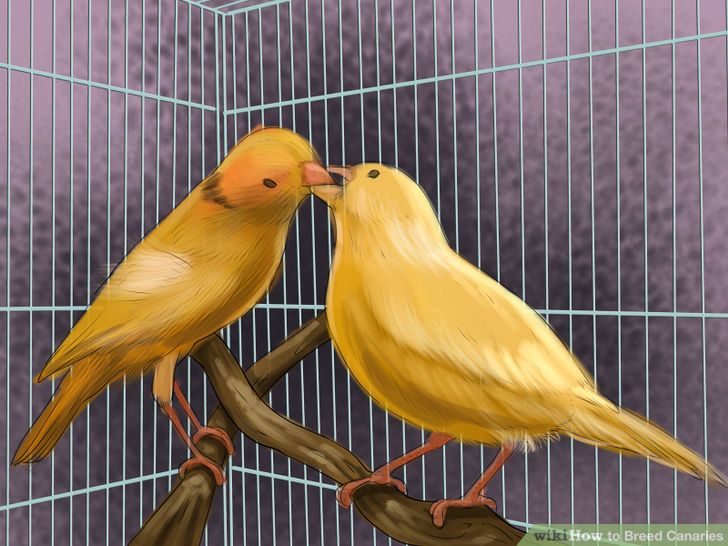 Breed Canaries Step 7 Version 2.jpg