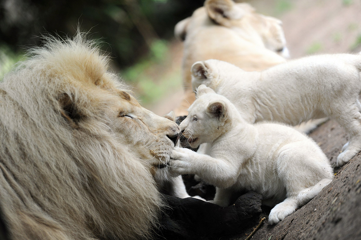 A white lion cub – one of triplets born 13 weeks ago – plays with its father Yabu at the zoo in La Fleche, western France