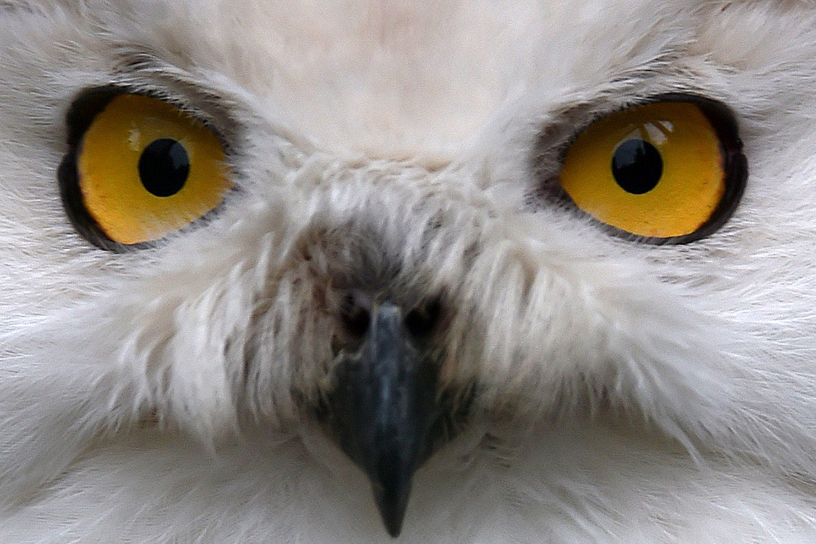 A snowy owl watches visitors at the zoo in Gelsenkirchen, western Germany