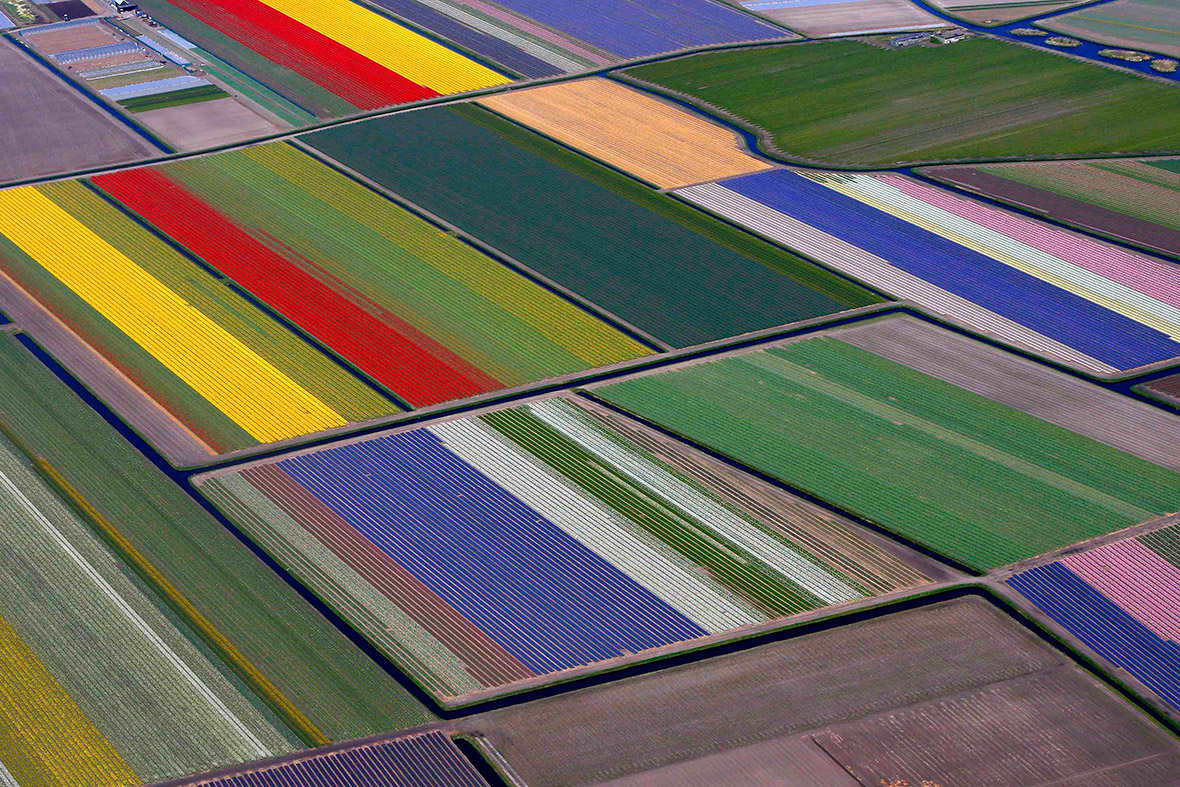 Aerial view of flower fields near the Keukenhof park, also known as the Garden of Europe, in Lisse, Netherlands