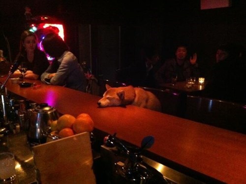 dogs,drunk,passed out,funny,after 12