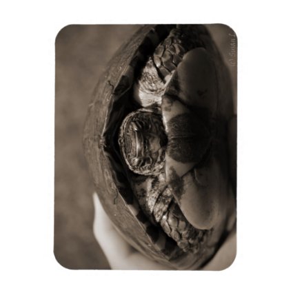 Ornate wood turtle in hand centered sepia flexible magnet