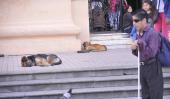 CÓRDOBA. Perros que viven en la calle (La Voz/Archivo)