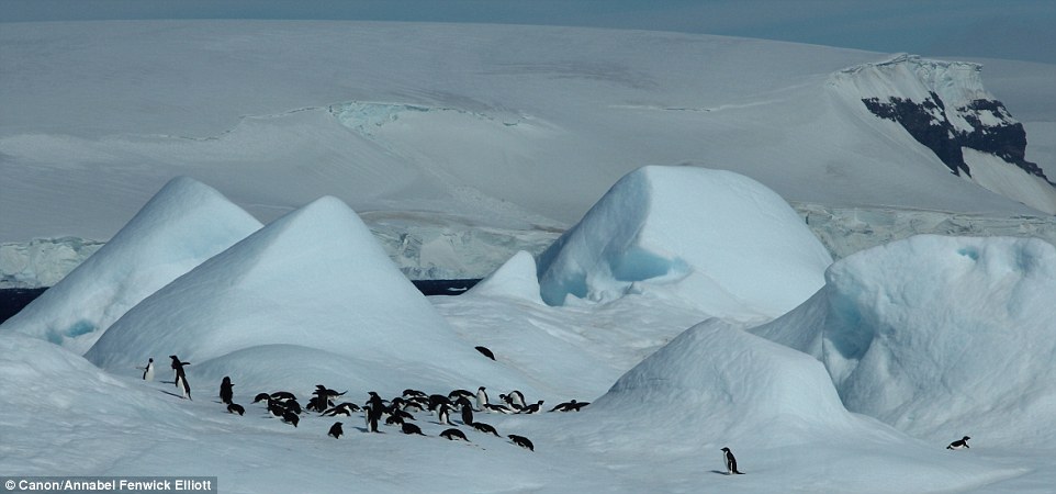 Otherworldly: Penguin colonies flopped about on chunky glaciers, oblivious to our gawping faces as we thundered past them 