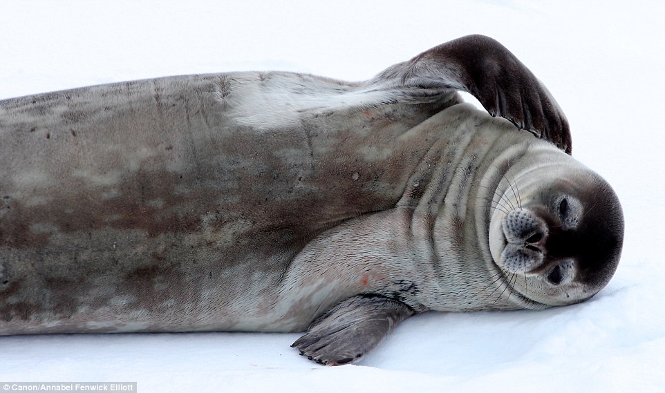 In Vogue: Other landings brought pods of weddell seals, rolling around and posing for the camera as if they were born to do so