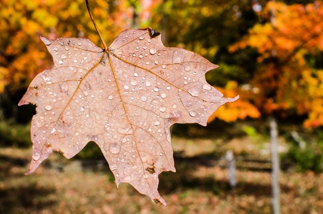 76 Stunning Photos Of Fall Leaves