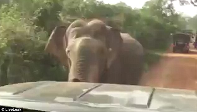 The three-minute-long clip begins with the enormous bull elephant charging towards the safari vehicle in Sri Lanka