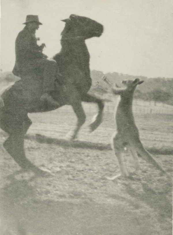 Found this photo of a guy in my town in the 30s fighting a kangaroo on horseback.
