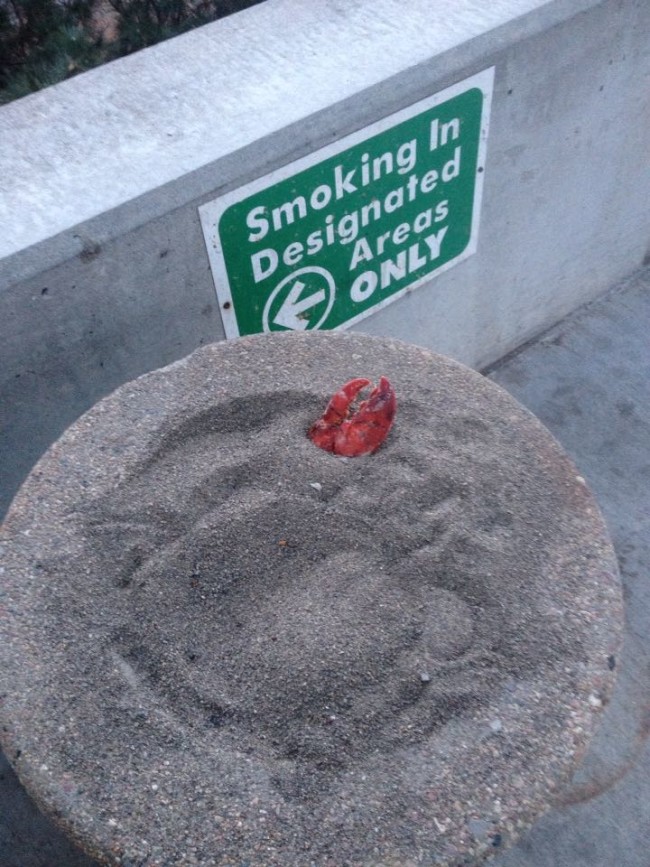 Found a lobster claw in a smoking ashtray at work.