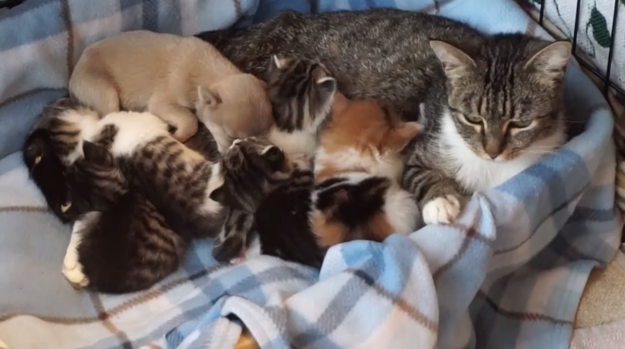 Luckily, the shelter happened to have on hand a cat nursing a litter of kittens, so staff thought they'd try integrating the young pup into the litter. Not only did it work, but it was INSANELY CUTE.