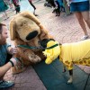 A Disney Side Dog’s Day at Magic Kingdom Park Event