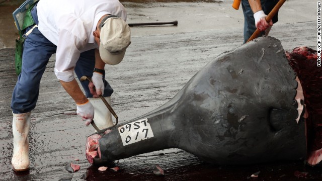 A file photo of a Baird's Beaked whale caught at Wada Port on July 29, 2009 in Minamiboso, Japan.
