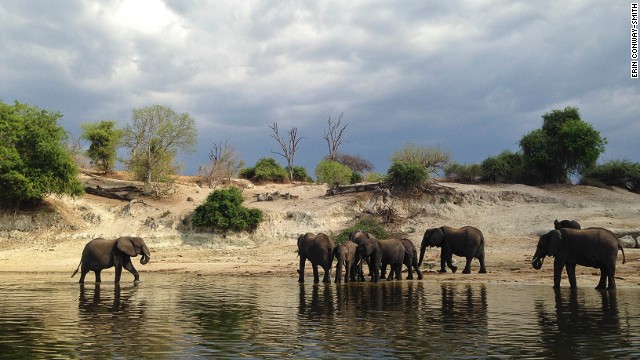 Chobe National Park in Botswana is famous for its huge elephant population, numbering some 120,000 in total.