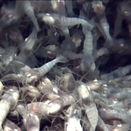Extreme Shrimp May Hold Clues to Alien Life