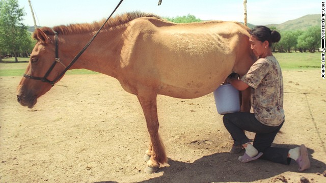 To make Airag, a cheese common in Central Asia, a mare is milked during foaling season and the milk left to ferment with an agent such as last season's airag. 