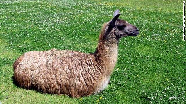 Life on the harsh Altiplano would be a struggle without the alpacas and llamas that give their dung for fuel, hide for leather, wool for clothing and milk for cheese. 