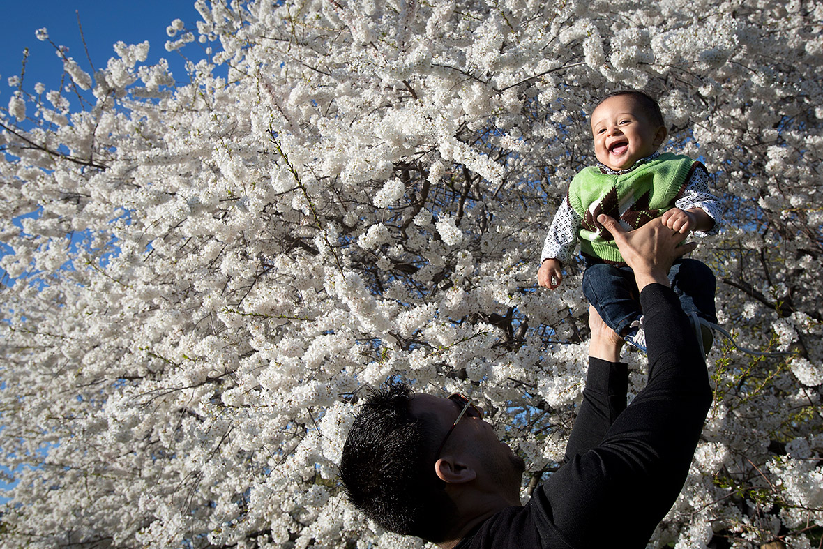 Kelvin Villaroel holds up his son Isaac for a photo in front of a blooming cherry tree in Central Park, New York