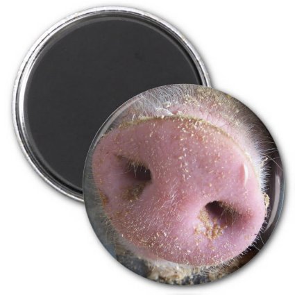 Pink Pig nose close up photograph Magnets