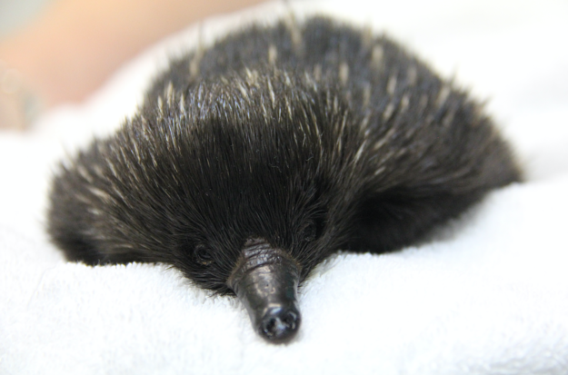 This beautiful little baby echidna was brought to Sydney's Taronga Zoo earlier this month with scratches over its tummy and back legs, after being attacked by a brood of bloodthirsty chickens in a backyard near Newcastle. 🐓🐓🐓😬