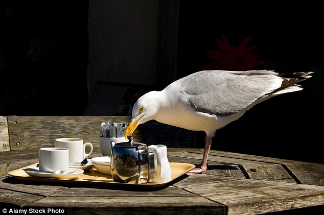 The scent should also reduce the birds' desire to reproduce which will mean the number of seagulls and pigeons will fall