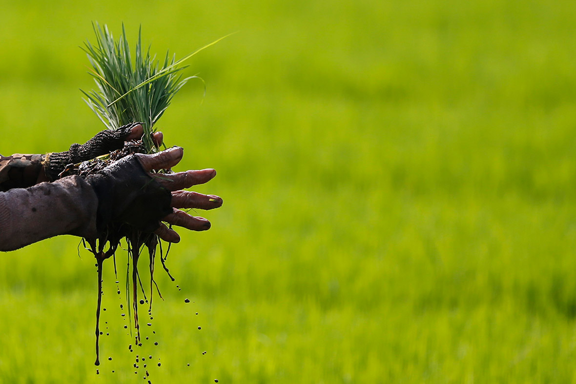 A farmer prepares to plant rice at a paddy field in Cianjur, West Java province, Indonesia.