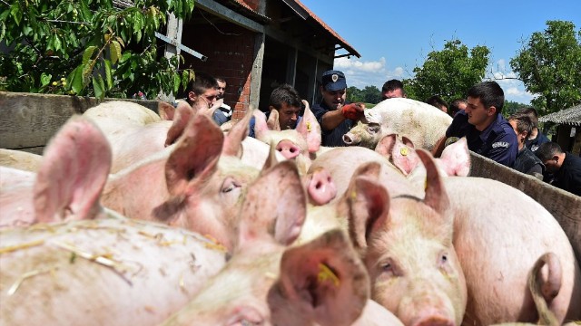 Police officers help a local villager evacuate pigs from his farm in anticipation of flooding in the village of Sremska Raca, Serbia, on May 18.
