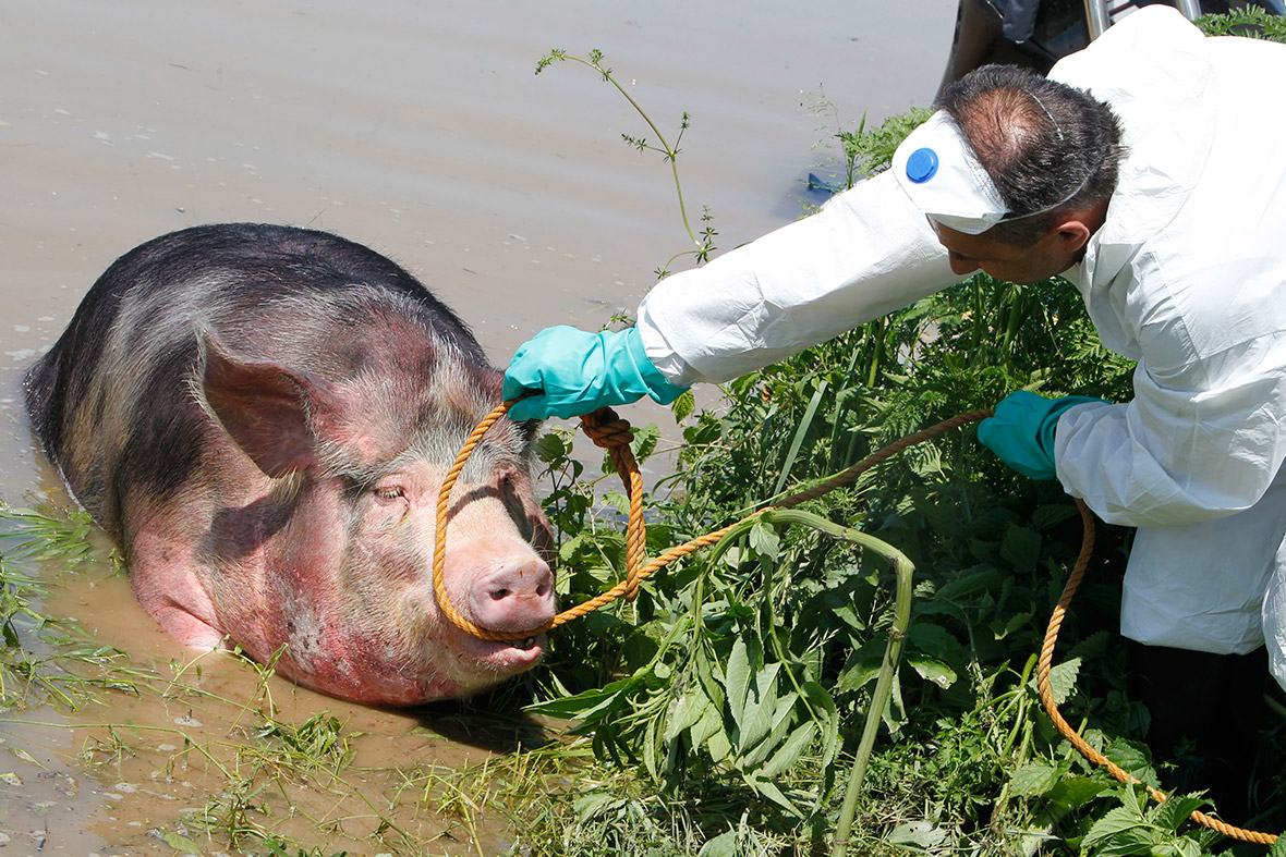 A veterinarian puts a rope around a pig's head to help it out of water during heavy floods in the village of Prud, Bosnia