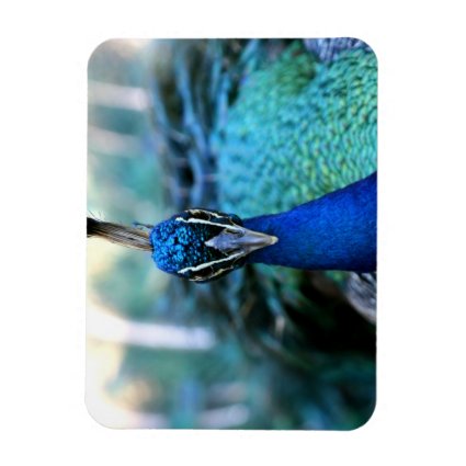 Peacock blue head on image rectangle magnet