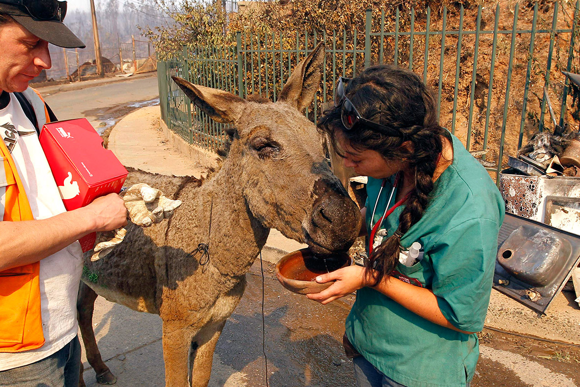 A volunteer gives water to a donkey caught up in the inferno